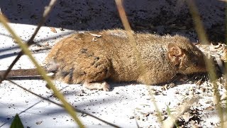 AwA Antechinus