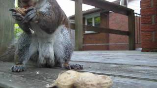 CHIPMUNK EATIN SOME SWINGIN NUTS