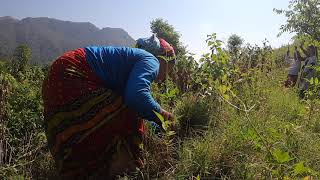 Village Lifestyle in the Himalayas - Cutting the fodder grasses for livestocks.