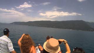 Экскурсия к дельфинам \ Абхазия, Гагры 2012 \ Abkhazia, Gagra 2012, Dolphins in the Black sea