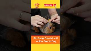 Girl Doing Ponytail with Yellow  Bow to Yorkshire  Dog#shorts #short #hairstyle #haircut #viral