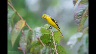 Scarlet Minivet - Female (Pericrocotus speciosus) #minivet #scarletminivet #birds