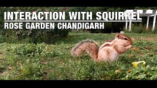 A Sweet Interaction with Squirrel at Rose Garden Chandigarh