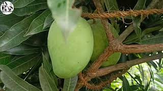 ORIGINAL DEVELOPED MANGO FRUIT & MANGO PLANT