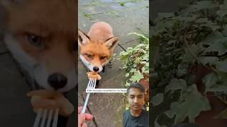 Bimar cute Fox 🦊 ~ #shorts #animals #foxs #cute #foxrescue #love #fox #wildlife #ytshorts #pets #yt