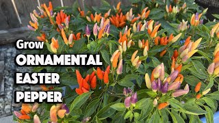 How to Grow Ornamental Peppers from Seed in Containers | Easter Peppers