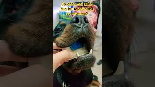 Funny Rottweiler #shorts #short #rottweiler #dog #aggressivedog #guarddog #doglover #traineddog #yt