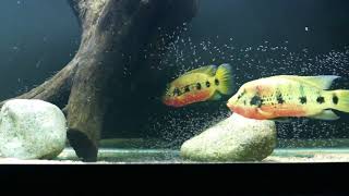 Wild Caught Hemichromis Fasciatus (Lake Volta) with free swimming fry