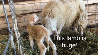 Lambing diaries: This boy is fully cooked and more! Vlog 550