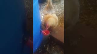 My Chicken using Poultry Water Drinking Cups for the first time