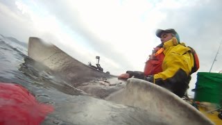 Common Skate from a kayak in Donegal 2016