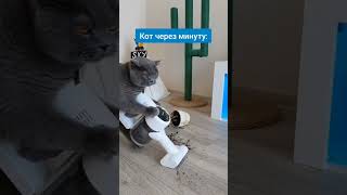 когда котэ 😻 услышал