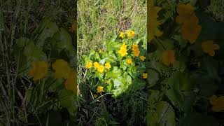 Le Caltha des Marais, une Graine Poivrée -  Marsh caltha, a peppery seed