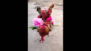 Cock and Hen Marriage Ceremony 2020