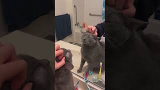 Cat enjoys face massages… #catlife #cat #catlover #cats