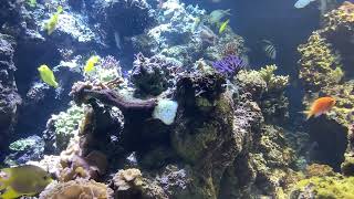 Reef at National Aquarium