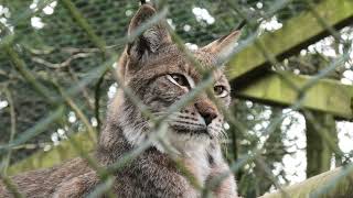 Eurasian Lynx, Axe Valley Wildlife Park (15th March 2022)