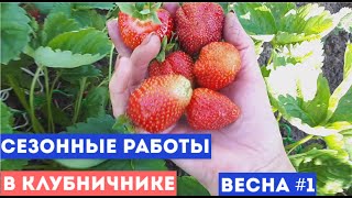 17.04.2021 Сезонные работы в клубничнике 🍓:  Весна #1 📝Как перезимовала клубника.