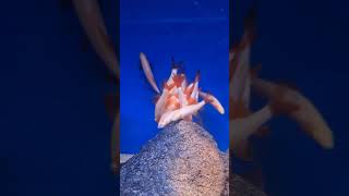 Albino Rainbow Shark School #aquarium #fish #viral #shorts #viralshort