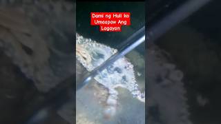 Dami Ng Huli Kong Alimazag Umaapaw Ang Lagayan #shorts #shortvideo #shortsfeed #fypシ #crabs #ofw