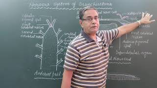 Nervous system of Branchiostoma/Amphioxus