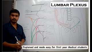 Lumbar Plexus - location, formation, branches - Made easy for first year medical students