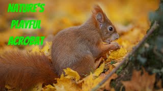 The Secret Life of Red Squirrels #animals #redsquirrel #nature #wildlife #animalfacts