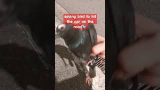 SAVE ANIMALS🐦 #viral #shorts