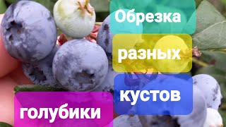 Обрезка разных кустов голубики, что оставить, что удалить. Видео урок 16)))