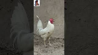 Is Bresse Gauloise (American  bresse) Really A good breed || Pigeon videos