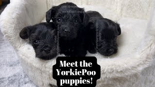 Meet the 5 week old Michigan YorkiePoo Puppies. We are in the lower to mid Michigan area. #yorkipoos