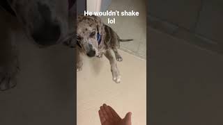 Draft lol #viral #shorts #puppy #viralvideo #dog #funny #cute