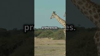 Giraffe Social Secrets: A Towering Tale! #wildlife #shorts #animals #animalfacts #girraffe