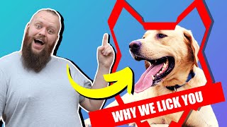 Why LABRADOR LICK You