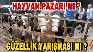 RENKLİ DANA-DÜVELER PAZARDA ~ FİYATLARI DUYAN KOŞUP GELİYOR!!