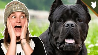 ARE CANE CORSO GOOD GUARD DOGS?