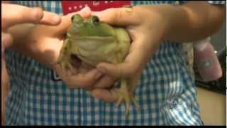 WCAX Jumping Frogs Contest PKG 7/4/12