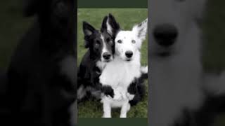 Funny dogs! #dogs #pets #animals #fyp #nature #funny #comedy #dog #pet #animation #edit #shorts