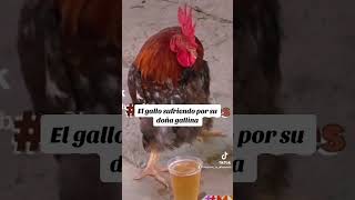 #llevatedemi #elgallo