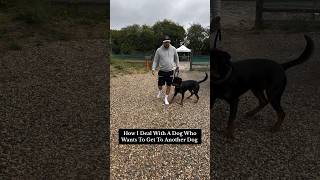 How I Deal With A Dog Who Wants To Get To Another Dog #dog #training #shorts