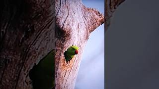 parakeet take off #paradise 😜😍#birds #wildlife  #song #love #music #tamil #lovesong #newmusicrelease