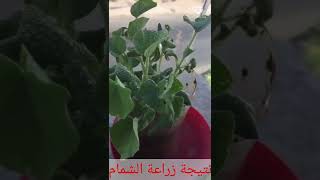 نتيجة زراعة الشمام 🌱            طريقة زراعة الشمام في اول تعليق