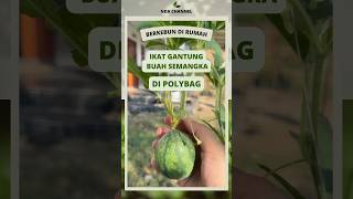 Berkebun di rumah: Cara mengikat buah semangka gantung di polybag #berkebun #berkebundirumah