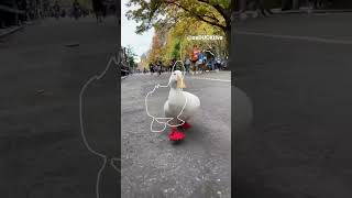 Catch the duck #duck #animals #cute #birds #viralvideo #video #trending #shorts #youtubeshorts