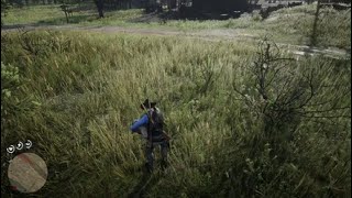 Damned Robin hunting! RDR2 advice & location