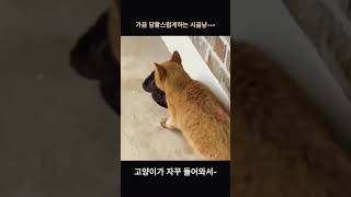 고양이~ 거기 들어가면 안돼요~^^ 꼭 집사한테 보여주러와요~ 좀 당황스럽다~^^      #cat #비둘기 #사냥 #시골냥이