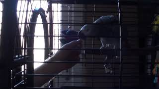 African grey step up training