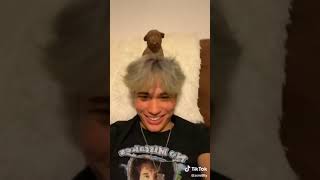 puppy on head TikTok @zsmitty  [Tik Tok Archives]