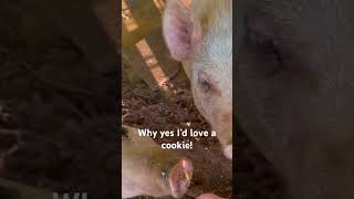 Breakfast cookie for the pigs! #farm #farming #animals #funny #pigs