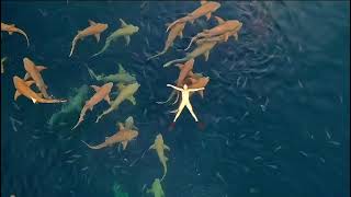 17 Swimming above sharks